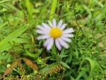 小山菊