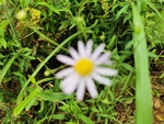 山菊花