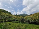 田园风光
