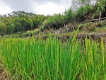 稻田
