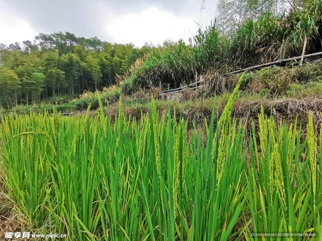 稻田