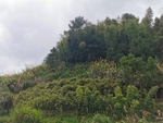 田园风光