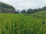 稻田 水