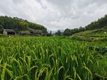 稻田