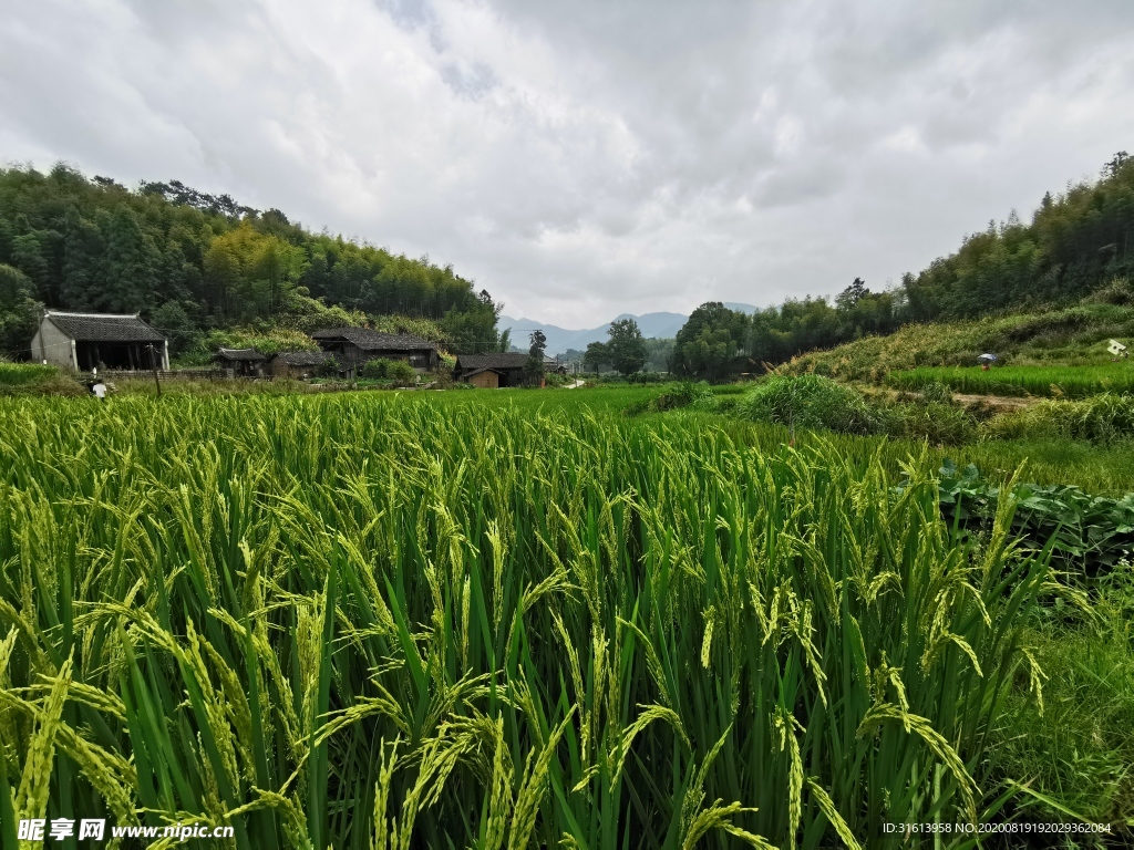 稻田