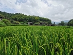 田园风光