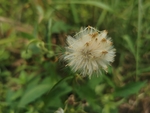 蒲公英
