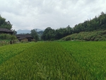 农田