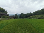 农田水稻