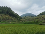 稻田