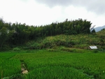 稻田