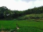 稻田