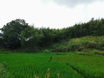 稻田