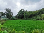 田园风光