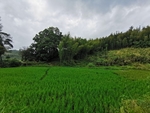 田野
