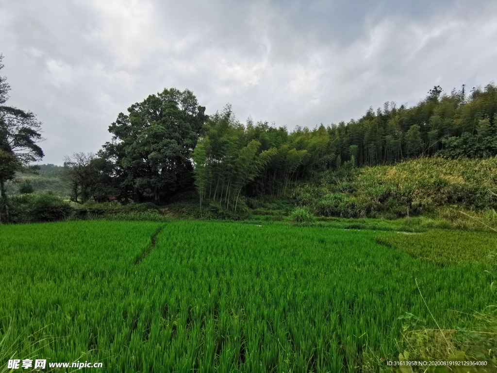 田野