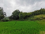 稻田
