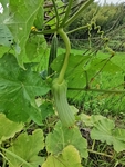 新鲜丝瓜