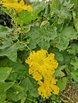 丝瓜花
