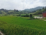 稻田