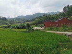 稻田
