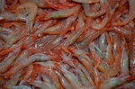 大海 虾