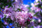 苹果花 春天