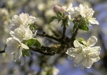 苹果树 鲜花