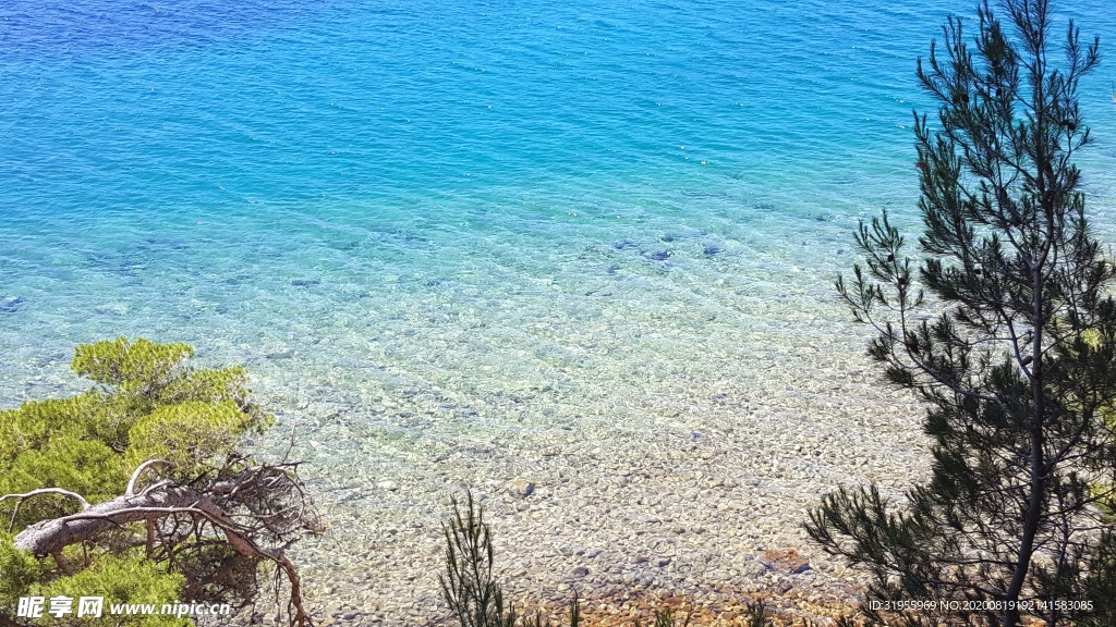 海滩 植被