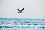 海鸥 大海