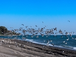 海鸥 海滩