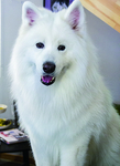 狗 犬