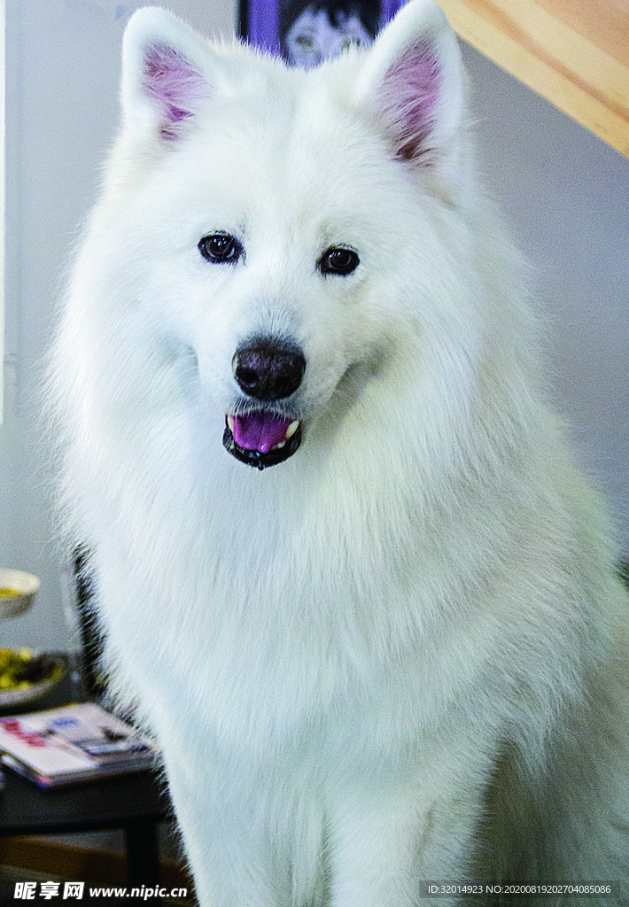 狗 犬
