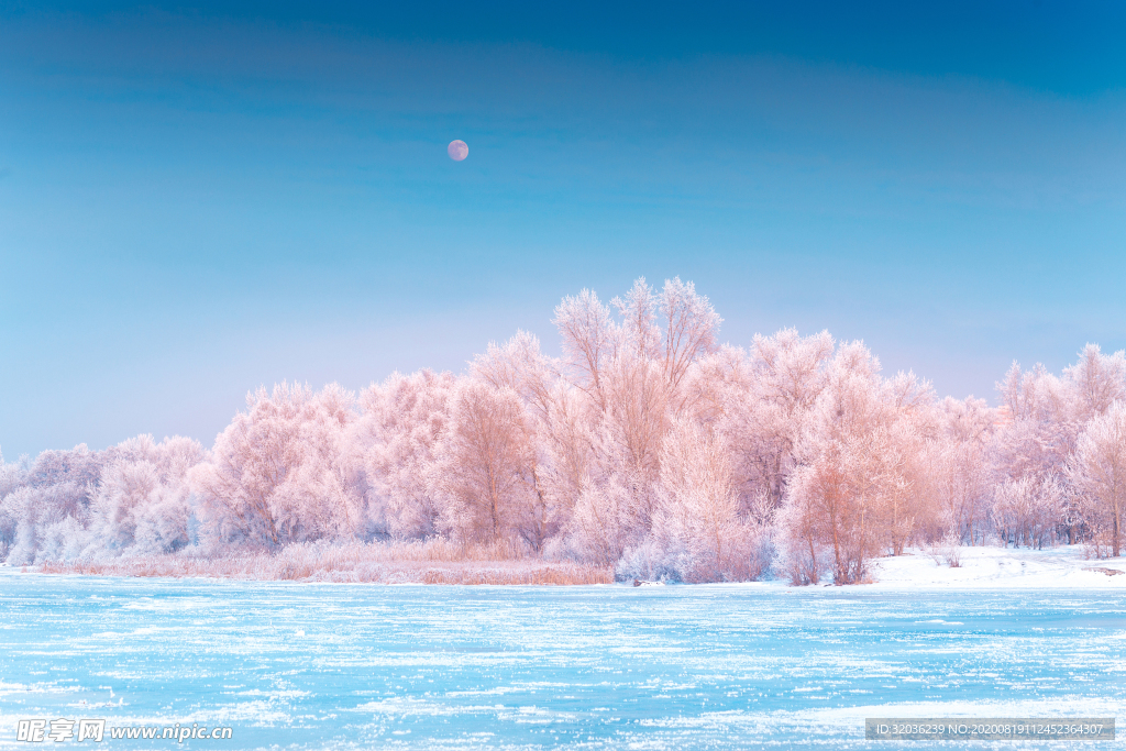 雪松美景