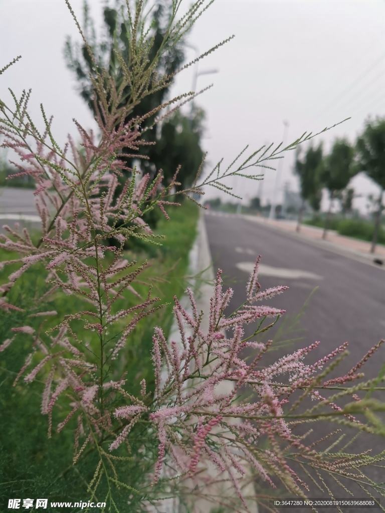 公路野 田园风景 摄影 自然景