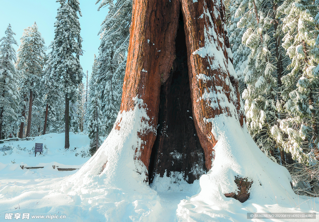 森林雪地树洞冬雪装饰画