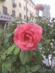 月季花