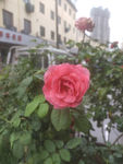 月季花