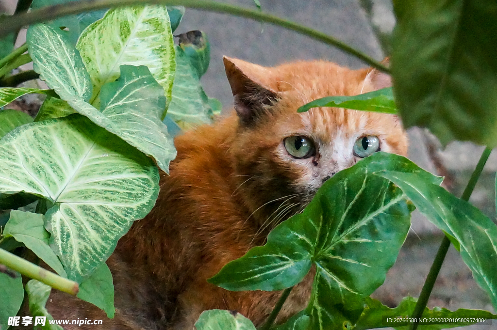 灌木中的流浪猫