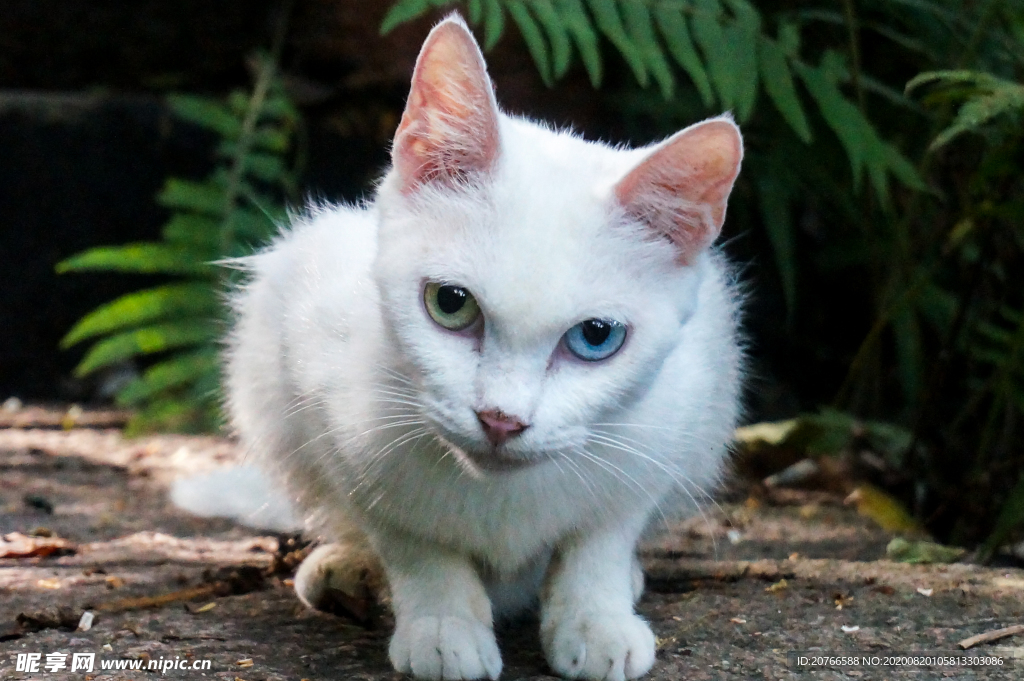 双色瞳白猫