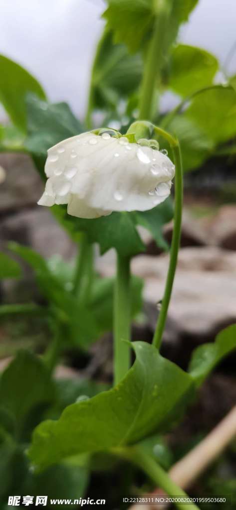豌豆花