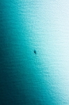 湛蓝大海里的鱼