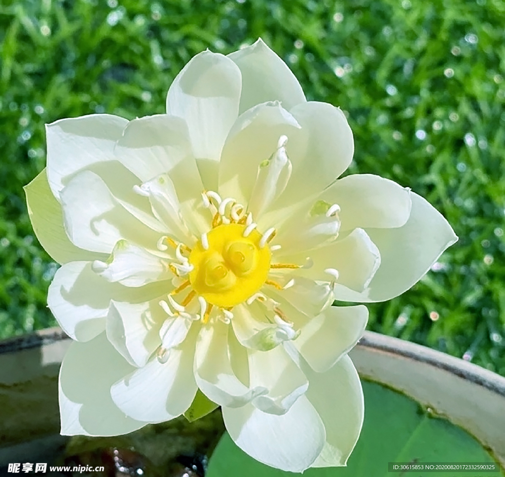 荷花