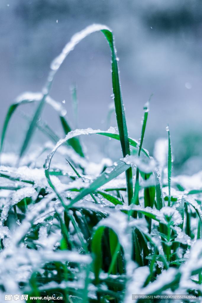 雨中青草