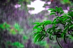雾雨花