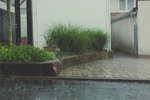雨季