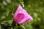 雨珠花