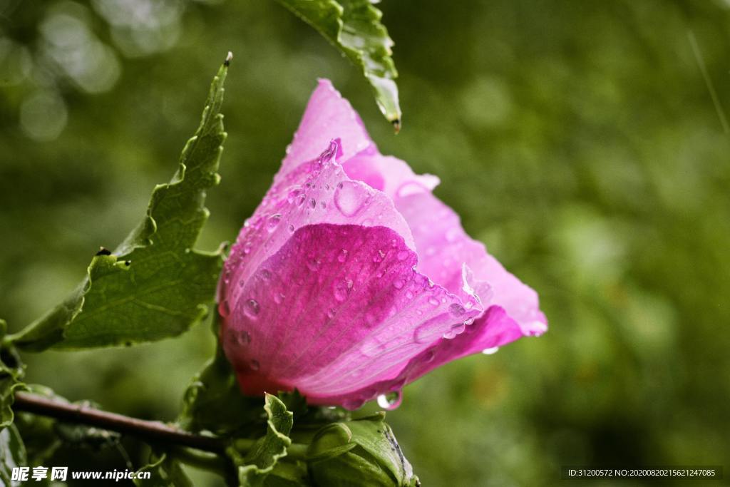雨珠花