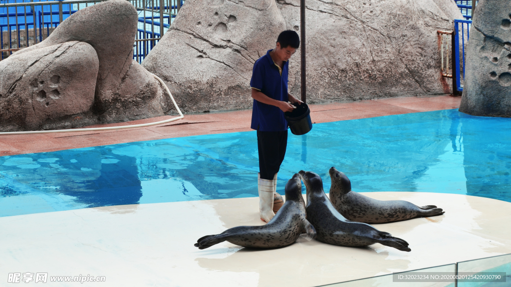 海豹表演海宝湾生态保育公园