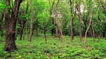 抚顺风光山林
